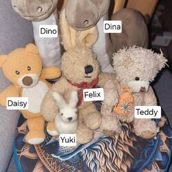 Auf dem Bild fehlen Teddy2, Stinker und Hundi🤣