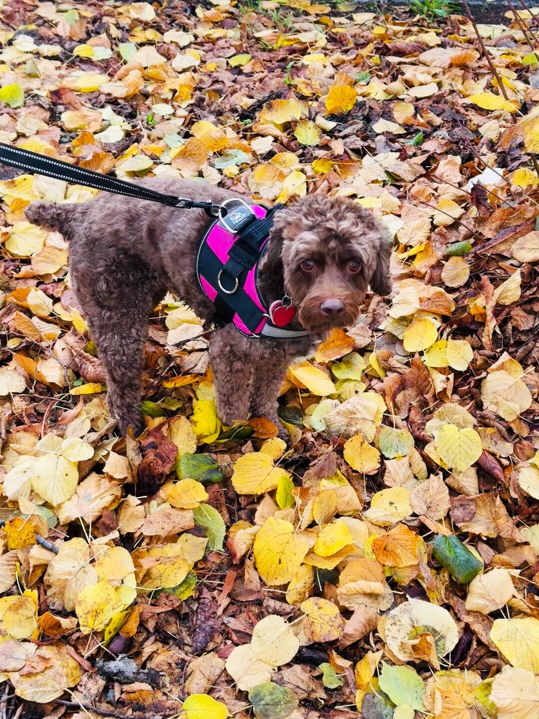One last frolic in the leaves!