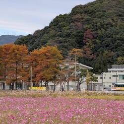 Will be very pretty in a few weeks