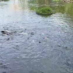 Koi füttern statt Enten