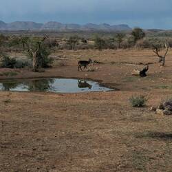 Wasserloch von der Terrasse zu beobachten
