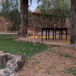 Springbock besucht uns zum Abendessen