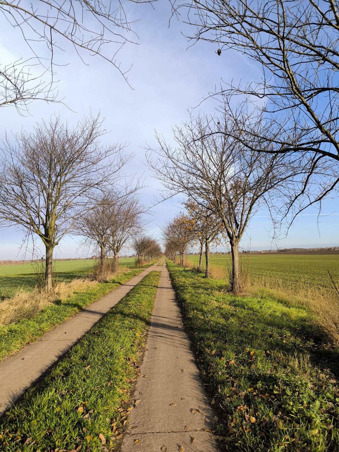 Kirschallee