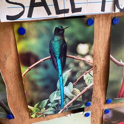 Dieser Kolibri kam zur Kaffeepause vorbei