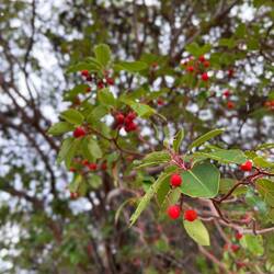 ..widerstehe die Beeren des Texas-Erdbeerbaums zu probieren.