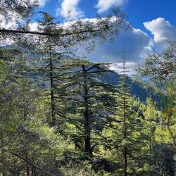 Bäume, so weit das Auge reicht.