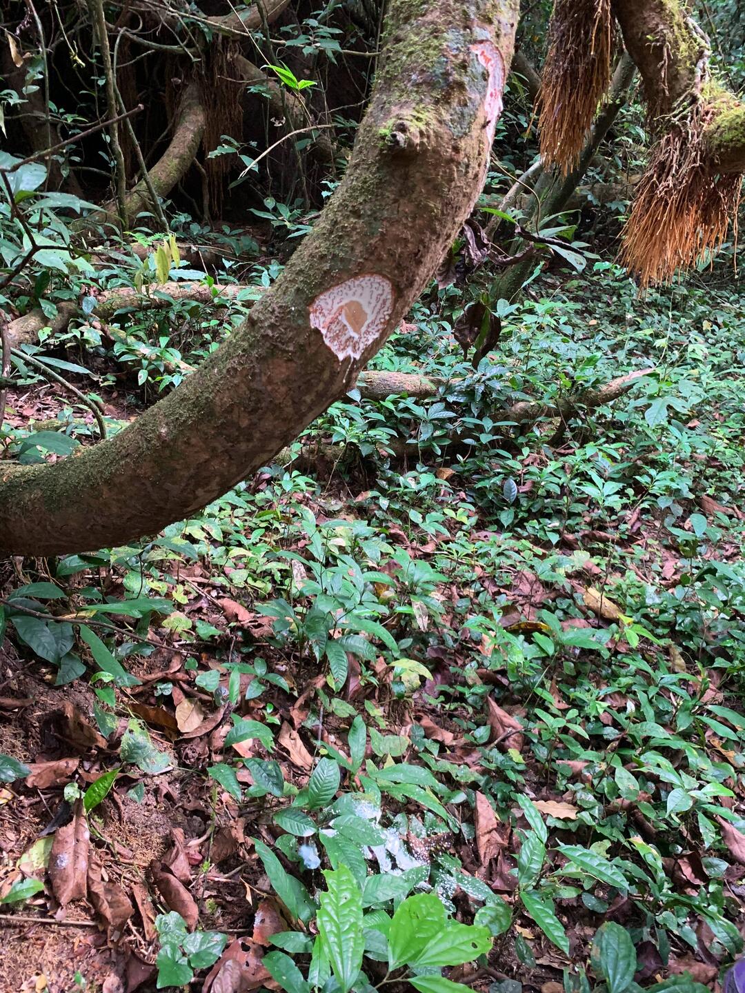 Dieser Baum ist ein Wasserspeicher und gibt mit einem Schlag eine milchige Flüssigkeit frei
