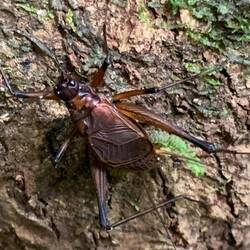 Klebt gut getarnt am Stamm