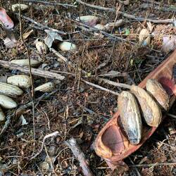 Arrangement am Waldboden