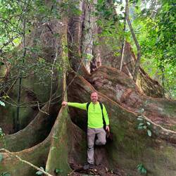 Wurzelmann am Fuße eines Baumriesen