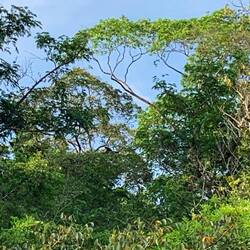 Suchbild - wo sitzt der Affe?