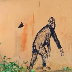 Anstatt echter Schimpansen...