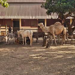 Ein Kamel wurde auch gepflegt