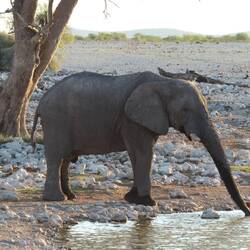 Noch ein Fant am Wasserloch, einen Tag später