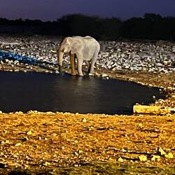 Elefant am Wasserloch