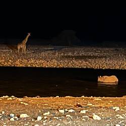 Rhino badet, Giraffe schaut fasziniert zu