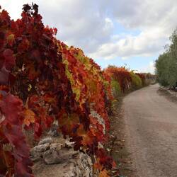Herbst in den Weinfeldern