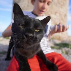 Les chats sont très présents sur l'île. Ici notre Bagheera préféré