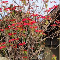 Could not believe it, a poinsettia! Its huge
