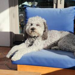 Mikey taking in the sunshine