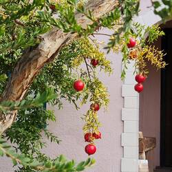 Pomegranates- they're huge😮