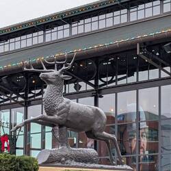 Nothing Runs Like a Deer