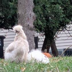 New neighbors by Mom's old condo