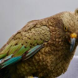 Kea (Bergpapagei) auf der Milford Road