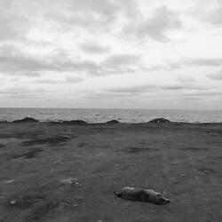 Straßenhund entspannt am Strand