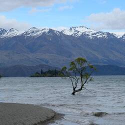 "The Wanaka Tree"