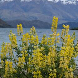 Lupines in the foreground
