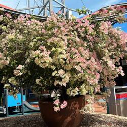 Huge Bouganvillea in the mall