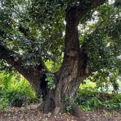 Huge girth on this tree