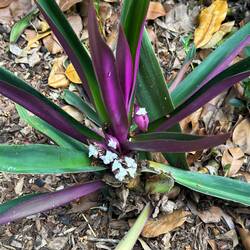 Bromeliad in the park