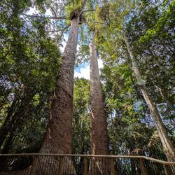 Twin Kauris - geschätzt 1000 Jahre alt