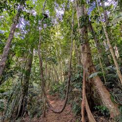 Eine wunderbare Schaukel im Regenwald
