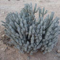 Ein Wolfsmilchgewächs nehme ich an, aber bestimmen kann ich es ohne Empfang nicht...