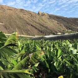 Viele Bananenplantagen.