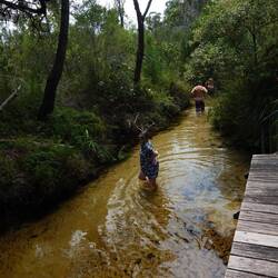 Total nette Aussies im Seary's Creek