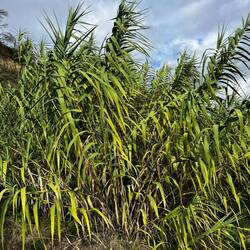 Bamboo native to Sicily
