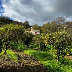 Large orchard of citrus, some nuts, persimmons and loquats.