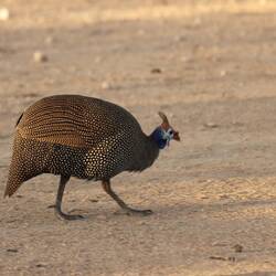 Perlhühner gibt es hier sehr viele...