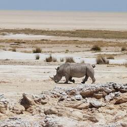 Im Hintergrund die Etosha Pfanne