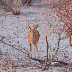 Steenbok ❤️❤️❤️ (Zwergantilope)