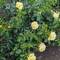 Roses are blooming. 5:54am,- 9:09pm = 15 plus hours of daylight