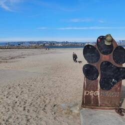 Dog Beach
