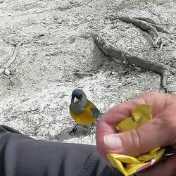 na ja, Vera raschelt mit der Tüte. Der Vogel hofft auf Futter