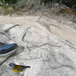 ziemlich mutig dieser Vogel