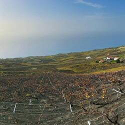 Weinanbaugebiet von Los Quemados und Blick zur Westküste.