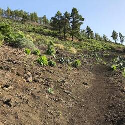 Dann ging's wieder 250 m hoch.